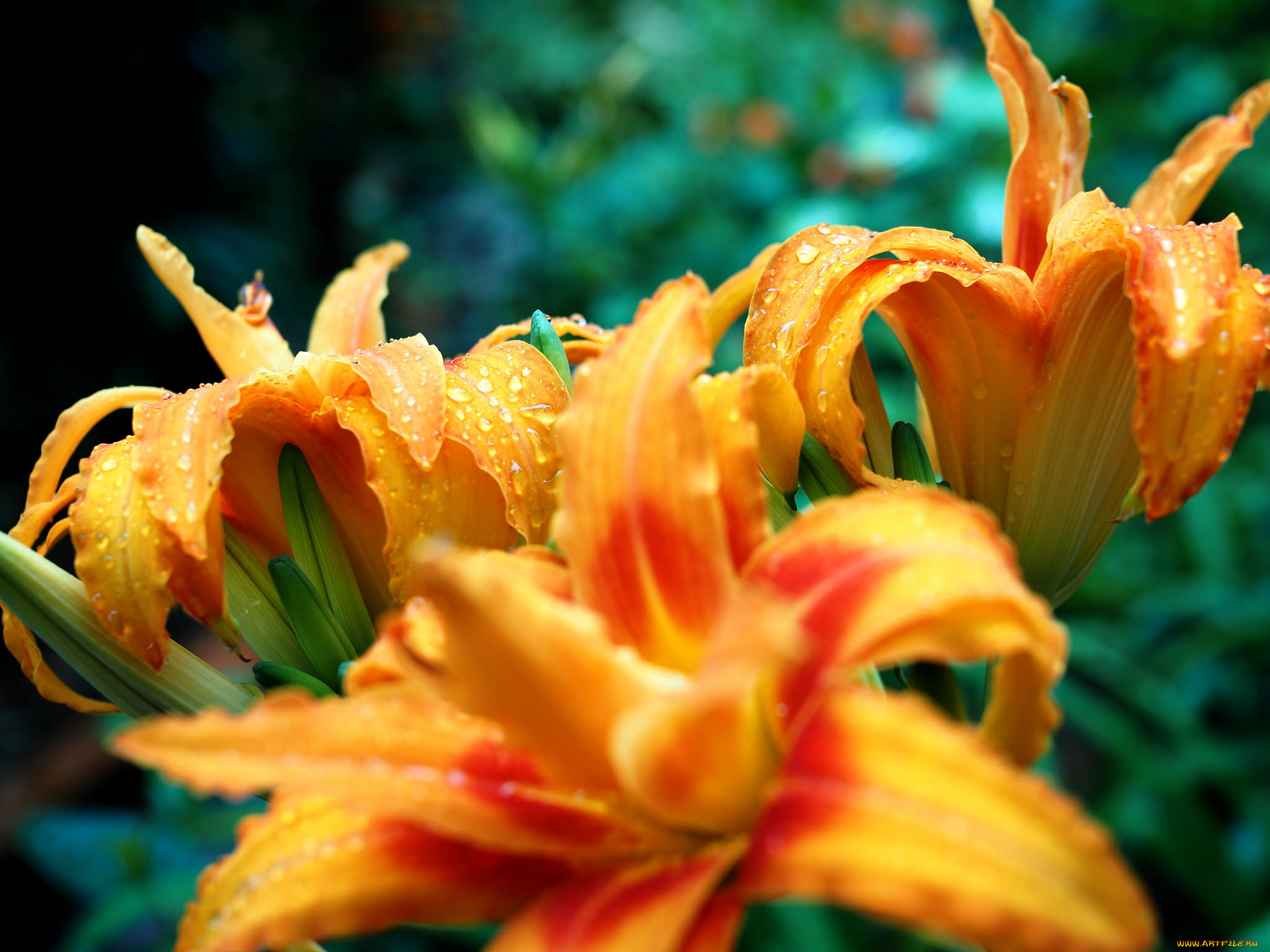, ,  , , , lily, bloom, petals